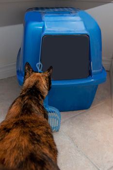  A black and orange cat sits in front of their litter box, looking at it curiously 