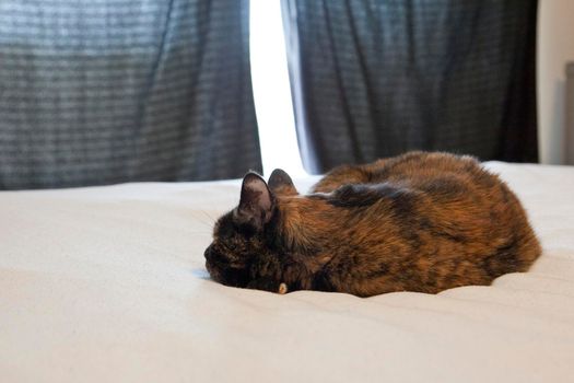 Black cat sleeps on the bed ignoring everyone