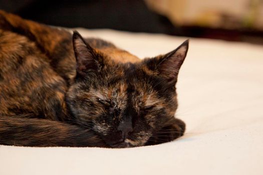 Beautiful tortoiseshell cat is looking at you while resting comfortably on the bed