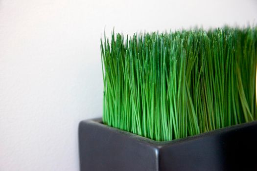 Green cat grass or fake grass plant with copy space 