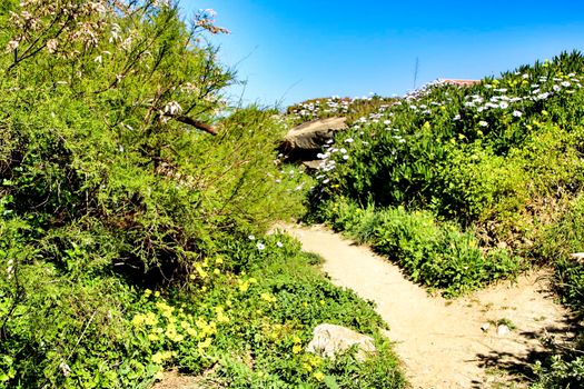 Path between green vegetation and flowers under blue sky in spring in Azenhas do Mar village, Lisbon, Portugal