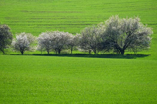 Beautiful spring landscape. Flowering trees on fields with waves - Moravian Tuscany Czech Republic.