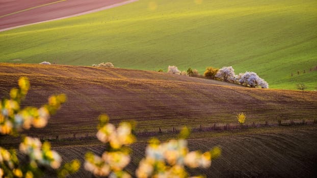 Beautiful spring landscape. Flowering trees on fields with waves - Moravian Tuscany Czech Republic.