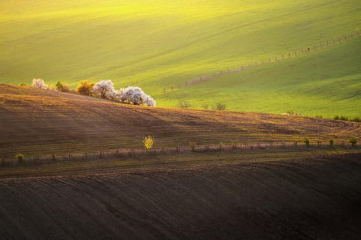 Beautiful spring landscape. Flowering trees on fields with waves - Moravian Tuscany Czech Republic.