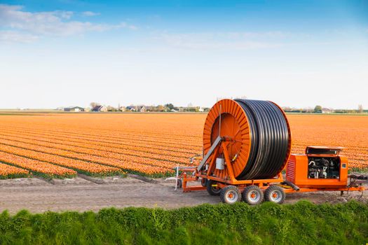 orange tulip fields in the Netherlands with a water irrigation system in the foreground that can pump water from the ditch for irrigation