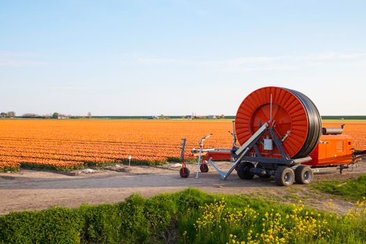 orange tulip fields in the Netherlands with a water irrigation system in the foreground that can pump water from the ditch for irrigation