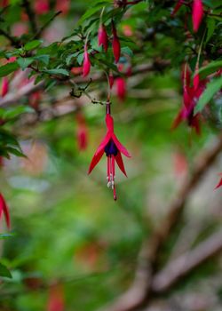 pink and purple fuchsia flowers in the green bush