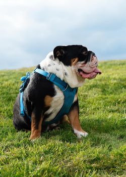 Black tri english british bulldog in blue harness sitting on the green grass on sunny warm day