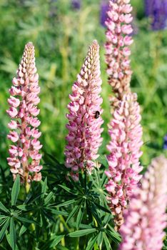 pink Lupines on the green grass in sunny summer warm day