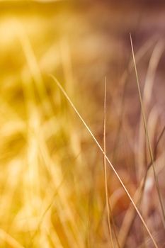 Sunshine over the summer field - beauty in nature, balanced lifestyle, environmental concept. Enjoying the sense of freedom