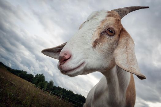 Nubian goat with horn photographed at a wide angle in the meadow