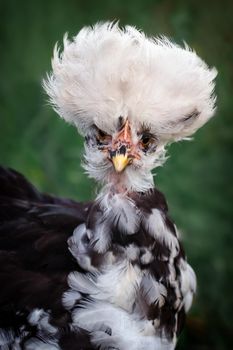 Very tufted chicken portrait in dark green background