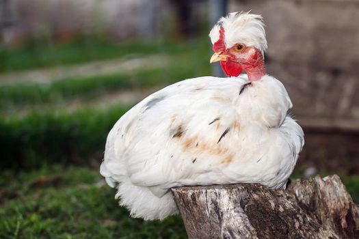 White young tufted bare neck cock squat on a tree stump