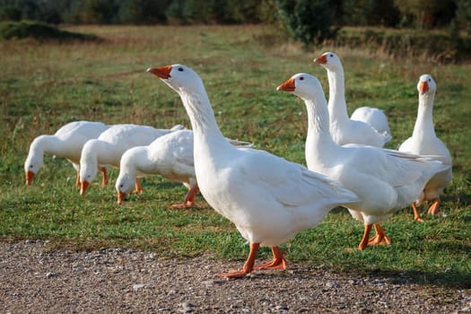 Lots of nice white gooses grazing on the meadow at evening, and looking for food