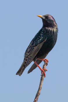Common starling in the blue sky background