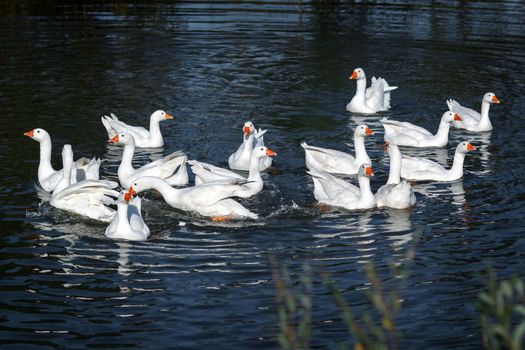 The white goose swimming in the dark blue water mere