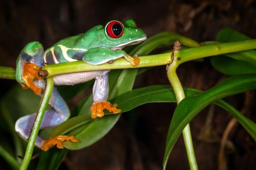 The red eyed tree frog lie on the plant stem and dreaming about cricket