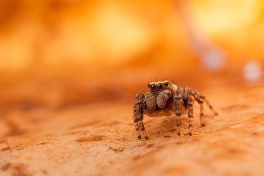 Jumping spider on the orange and shining leaf