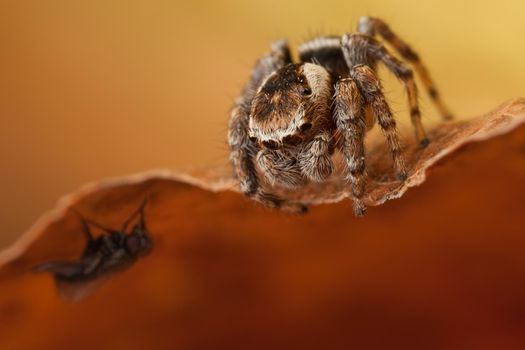 Jumping spider on the autumn leaf looking down