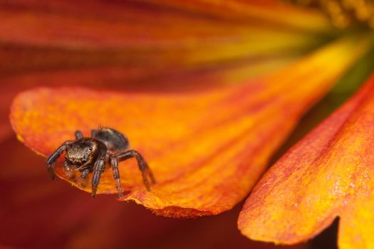 Jumping spider on the edge of orange flower petal