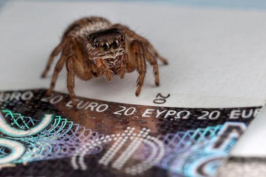 Jumping spider on twenty euros banknote, Photo in close up