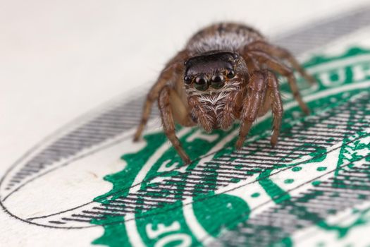 Jumping spider on hundred dollars banknote, Photo in close up