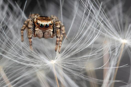 Jumping spider on the white dandelion fluff