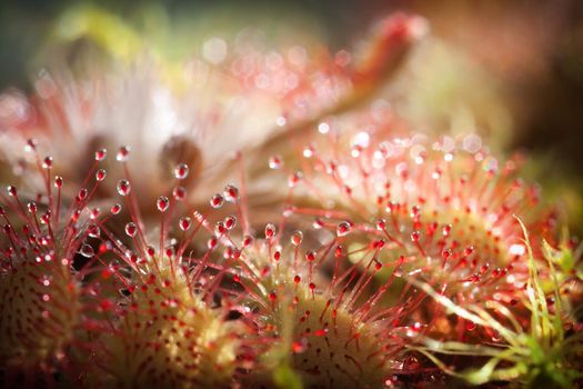 Sundew and beautiful shining red drops in bokeh light