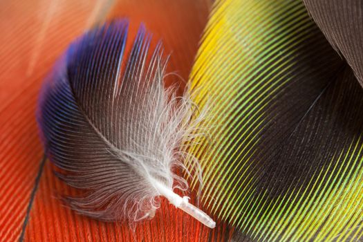 Blue red and yellow color Rosella parrot feathers background