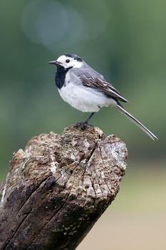 Wagtail on the big old branch in a green backround