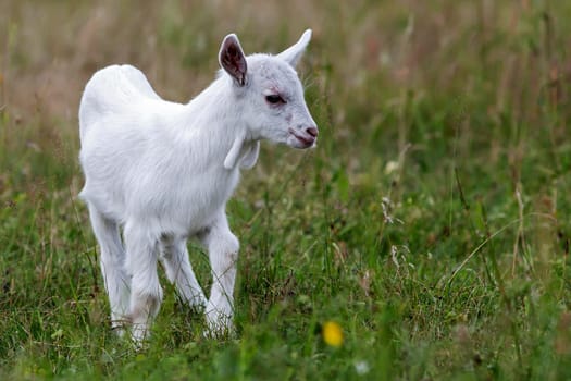 Small white goat grazing in the meadow