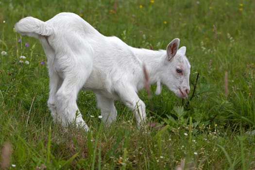 Small white goat grazing in the meadow