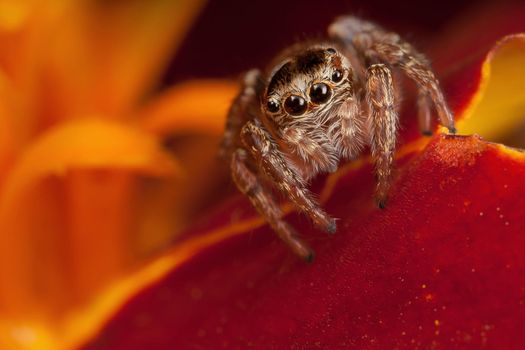 Jumping spider on the red flower petals