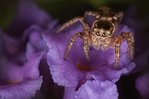 Jumping spider on the rich purple flower in a dark background