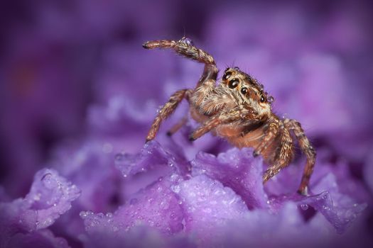 Jumping spider with drops of water on the purple flower