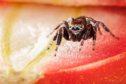 Jumping spider inside the tomato, resembling a beautiful red scene