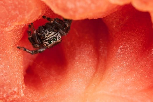 Jumping spider inside the tomato, resembling a beautiful red scene