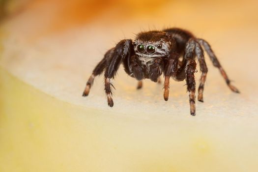 Jumping spider on a chopped apple edge looking down