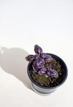 Young, Italian purple basil in a black pot on a white background. The shadow of the light. Healthy food, salad dressing. Basil seedlings in the ground and pot on the windowsill