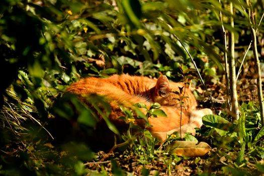 red cat hidden in green