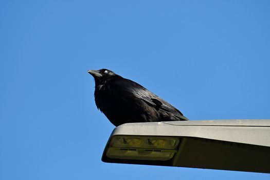 carrion crow sitting on a lantern with a blue sky