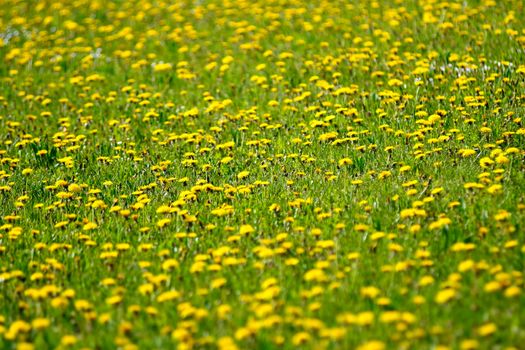 meadow of dandelion flowers in spring in Germany