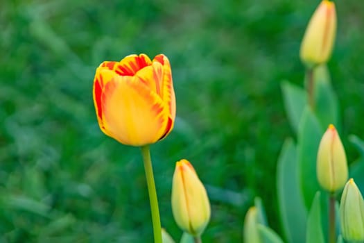 tulip flowers in april and spring season