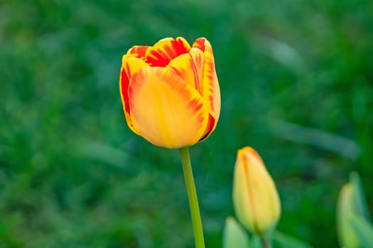 tulip flowers in april and spring season