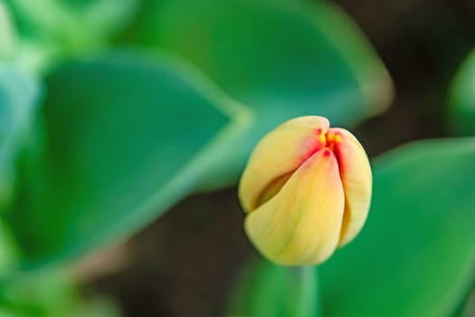 tulip flowers in april and spring season