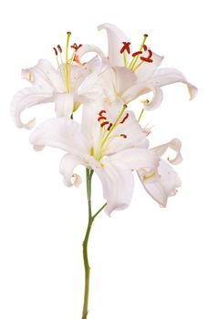 Bouquet of white lilies isolated on white background .