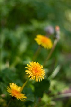 Three yellow dandelion flowers against a blurry green background on a sunny spring day