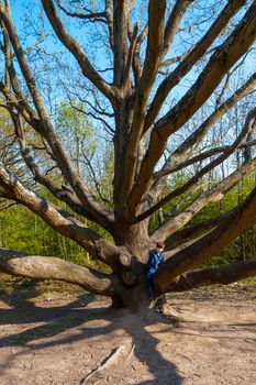 Wide-shot of cute, redhead boy wearing jeans and a blue denim jacket climbing on a bare tree on a sunny day