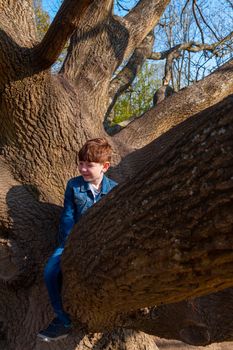 Full-length shot of cute, redhead boy wearing jeans and a blue denim jacket climbing on a bare tree on a sunny day