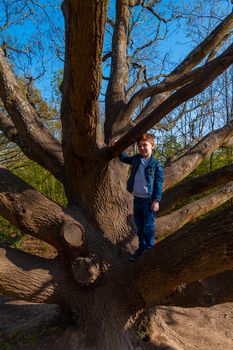 Full-length shot of cute, redhead boy wearing jeans and a blue denim jacket climbing on a bare tree on a sunny day